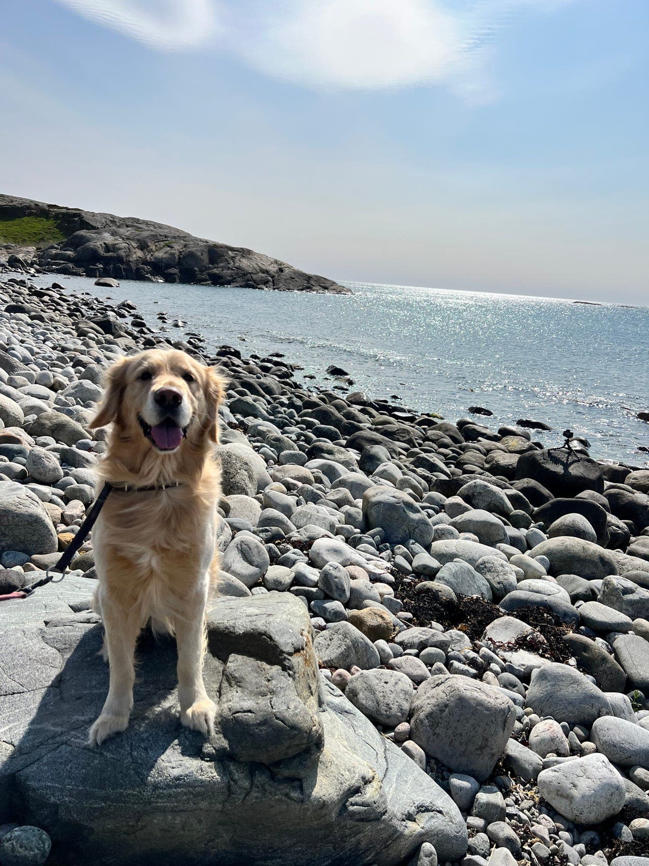 Apollo (6 år) – AKC-registrert Golden Retriever søker et rolig og varig hjem
