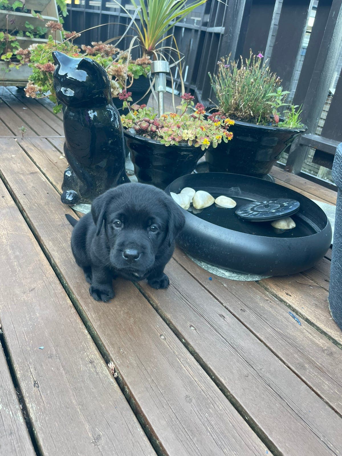 Labrador Retriever valper sorte