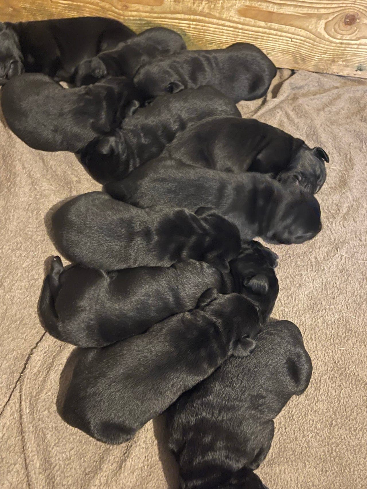 Labrador Retriever valper sorte