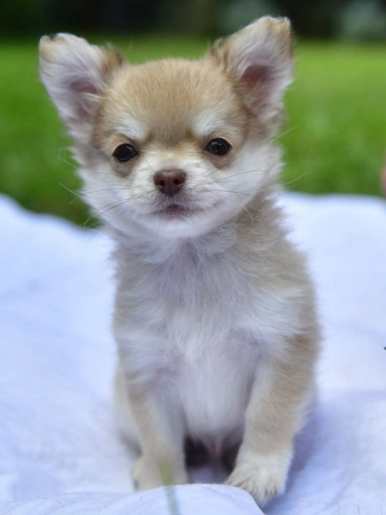 Chihuahua valpen FCI