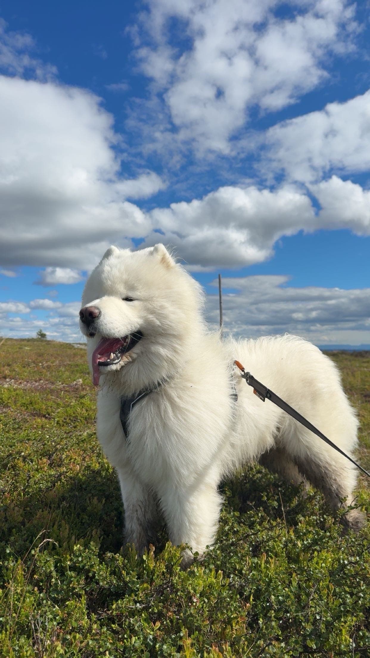 Samojed hannhund, 2 år, søker et kjærlig og varig hjem