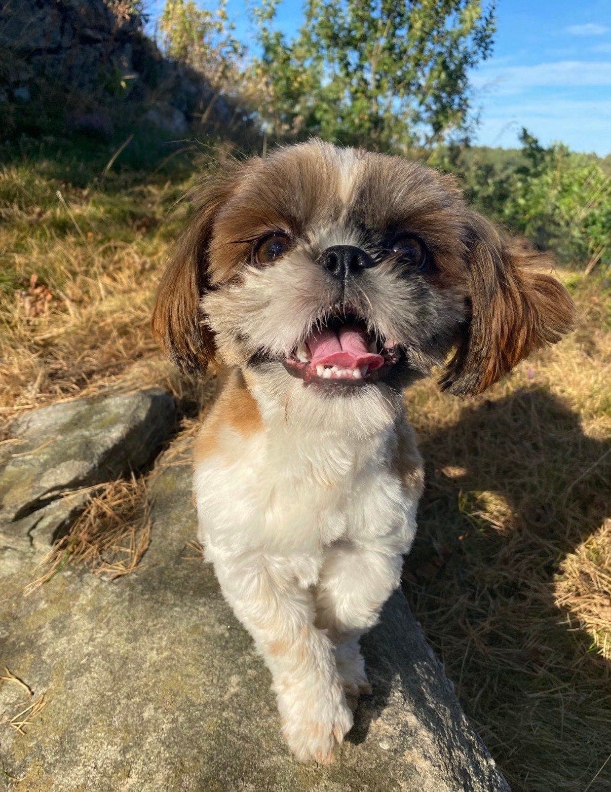Omplassering Shih Tzu