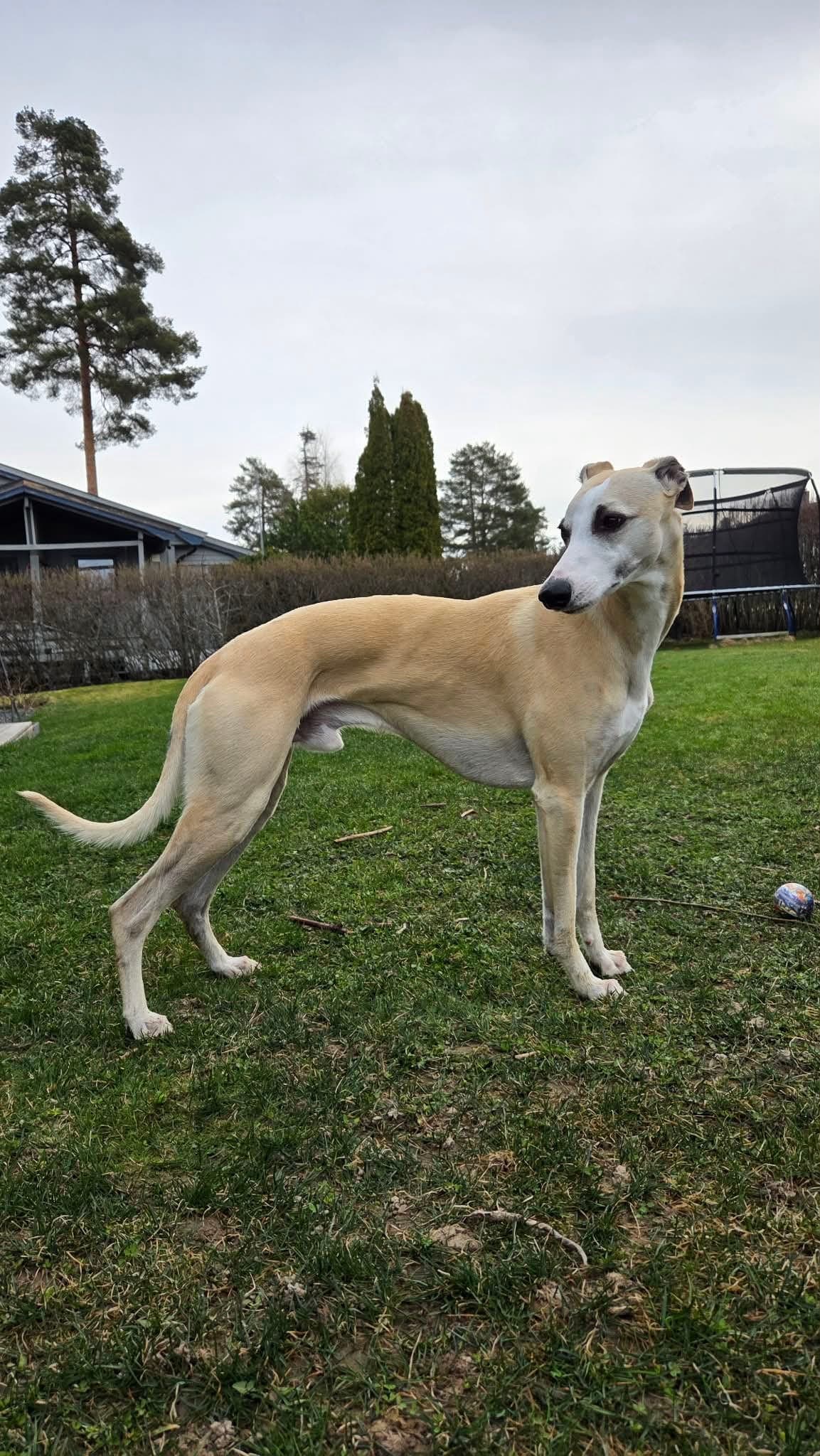 Whippet