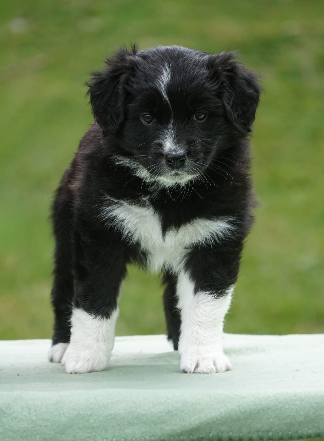 Australian Shepherd