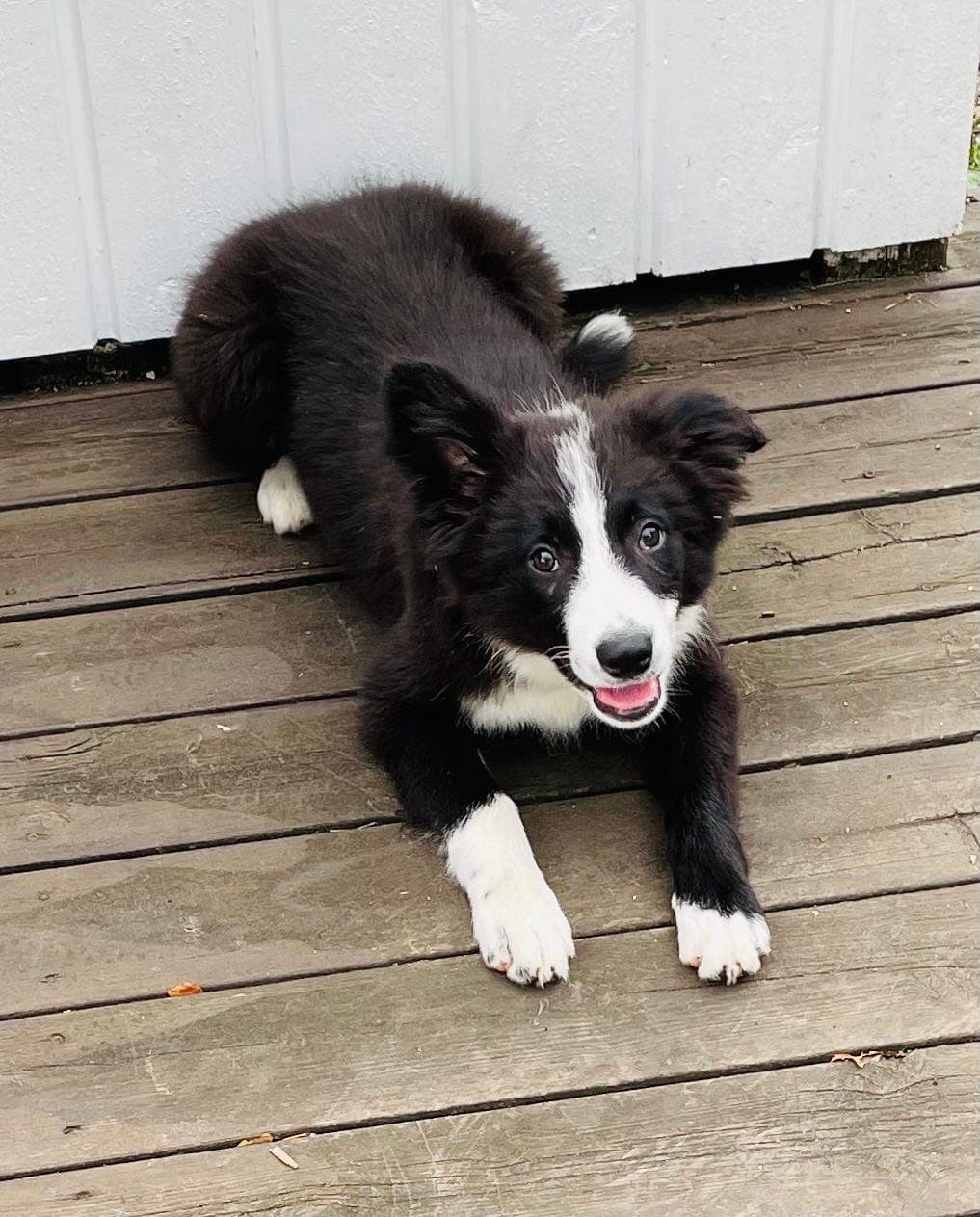 Border collie hanner
