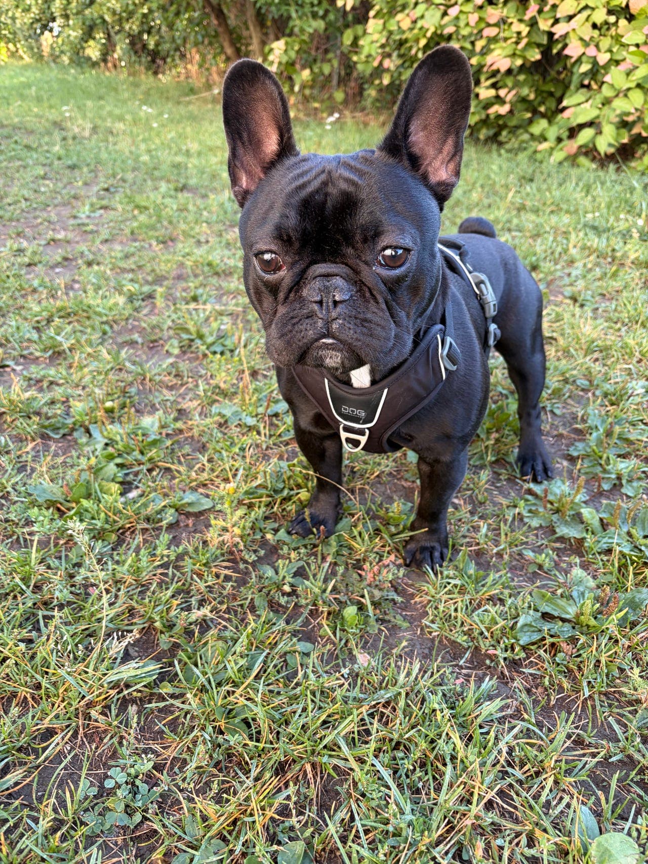 Fransk bulldog, hann, 10 måneder