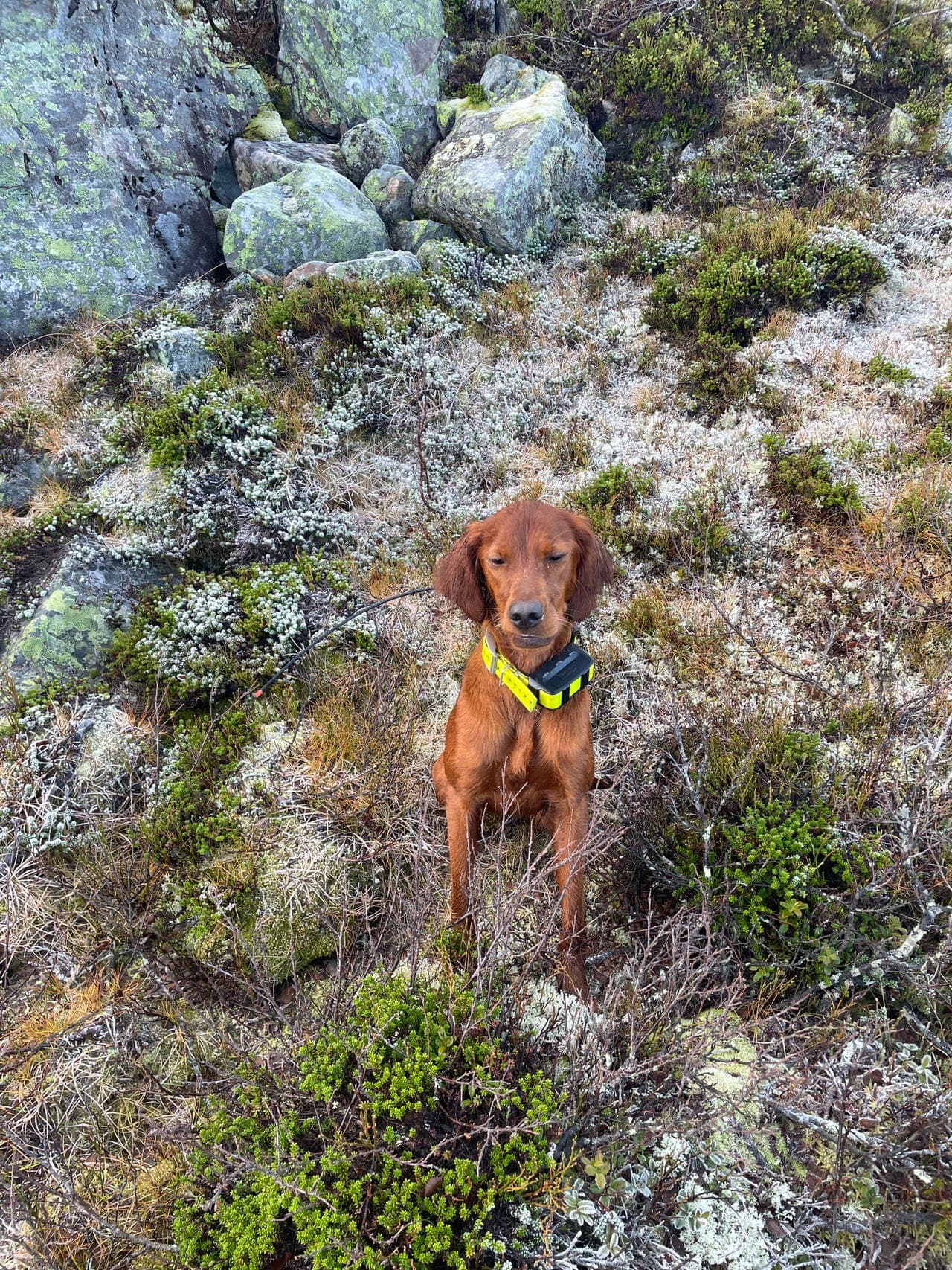Irsk setter tispe til salgs