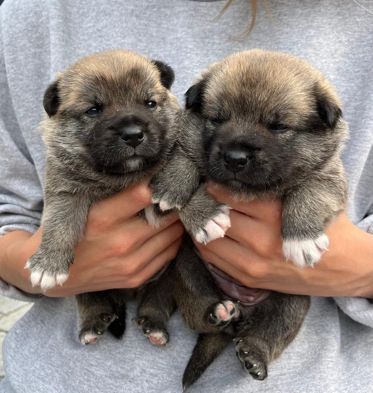 Norsk buhund – 3 valper til salgs, leveringsklare fra 6. september
