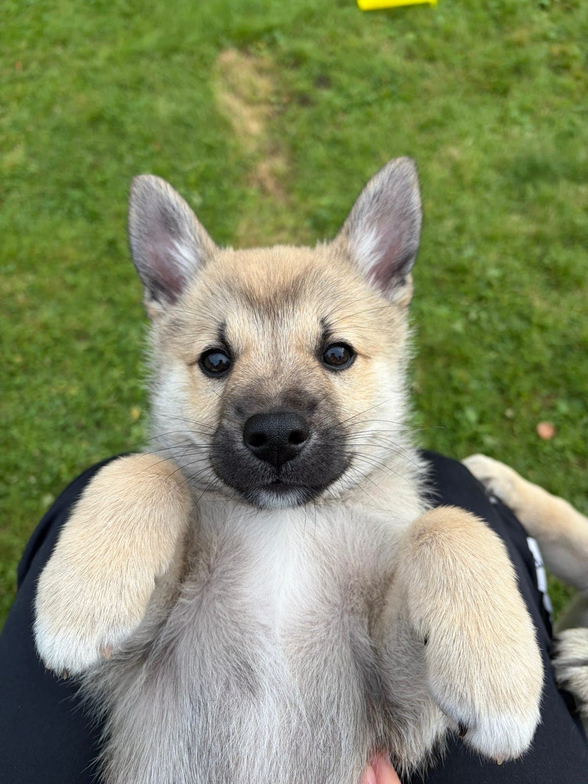 Norsk buhund – én valp igjen, leveringsklar fra 6. september