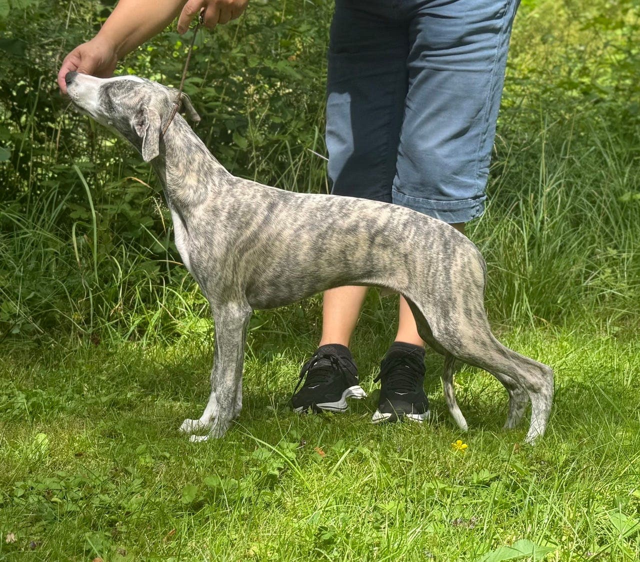 Vakker Whippet hannvalp søker 5-stjerners hjem!