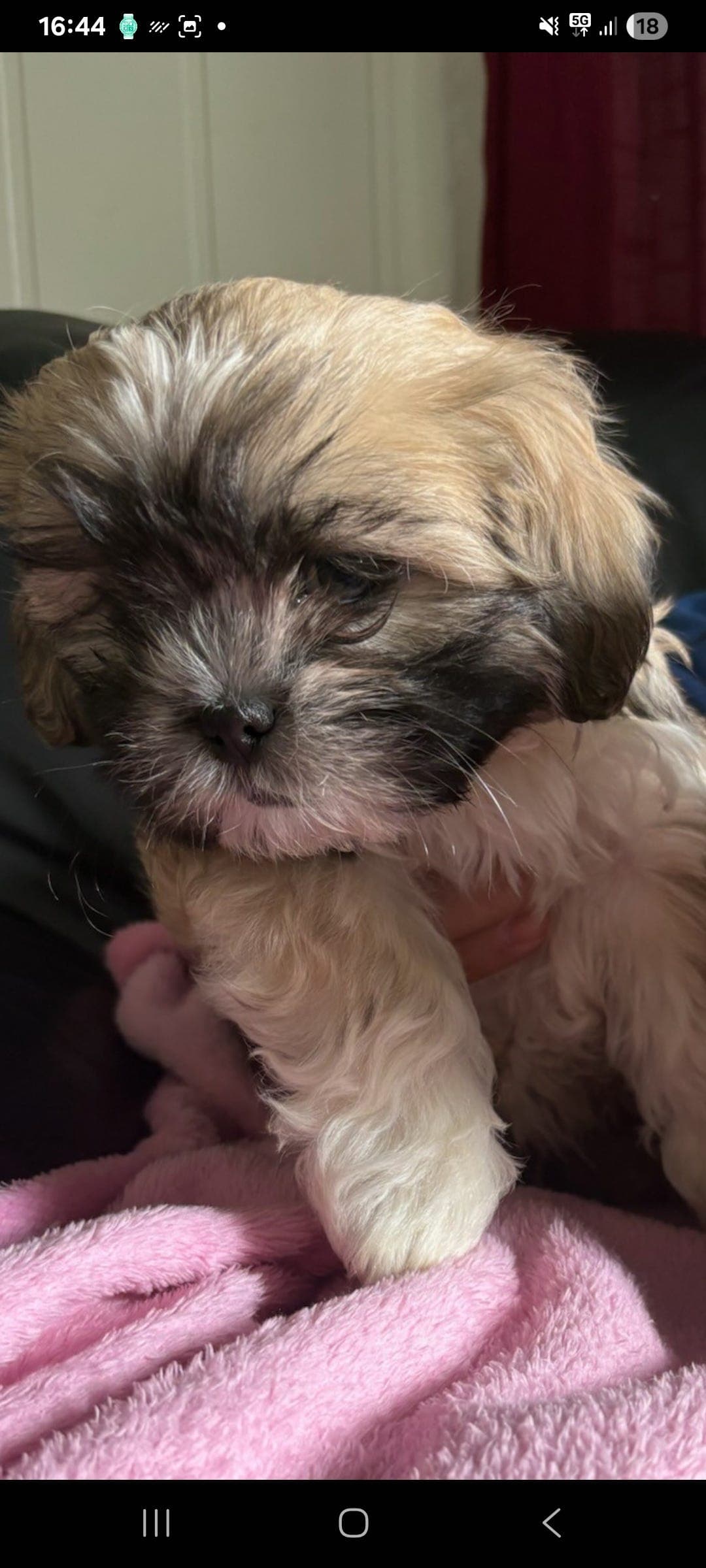 Valp Shih tzu