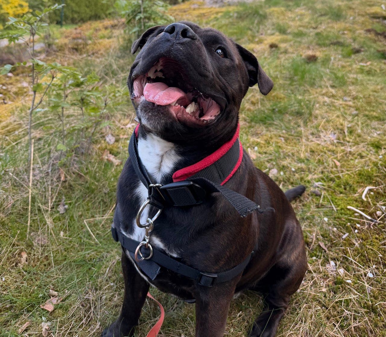 Rex, verdens fineste gutt vurderes omplassert💔😭