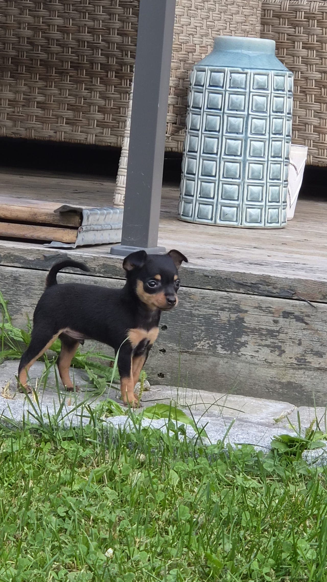 Prazsky Krysarik, hannhund ledig ⭐️