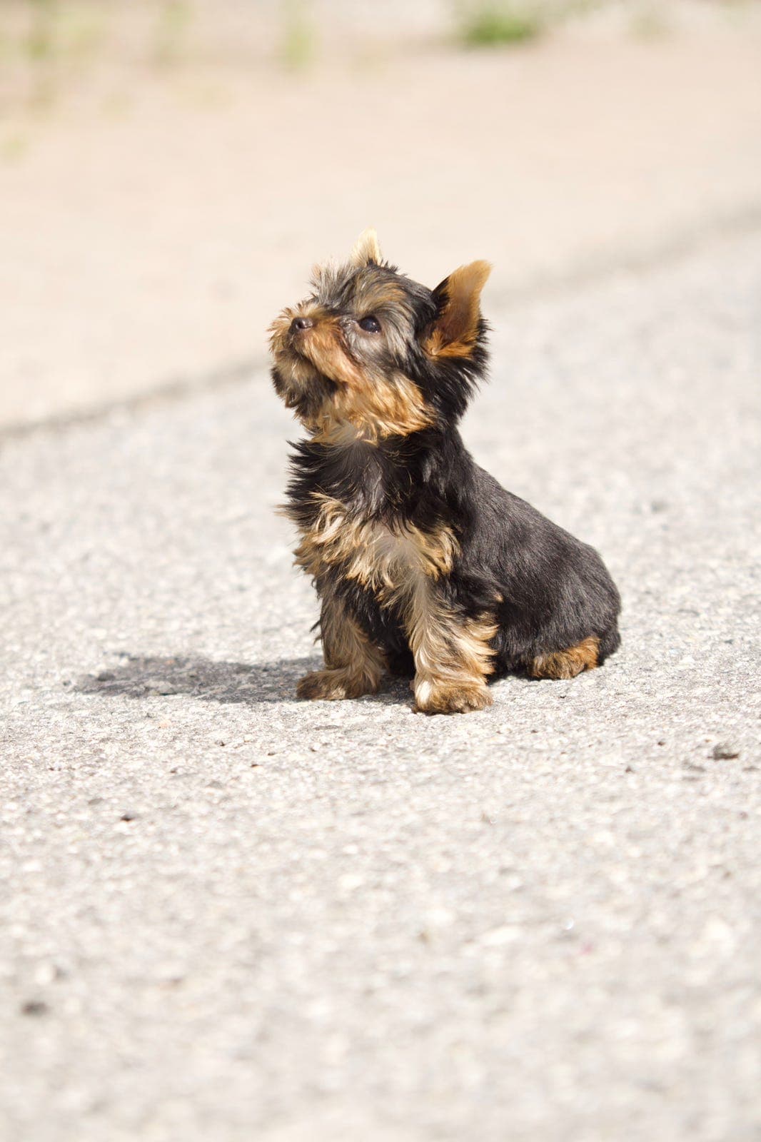 Bitte liten Nydelig Yorkshire terrier hannvalp