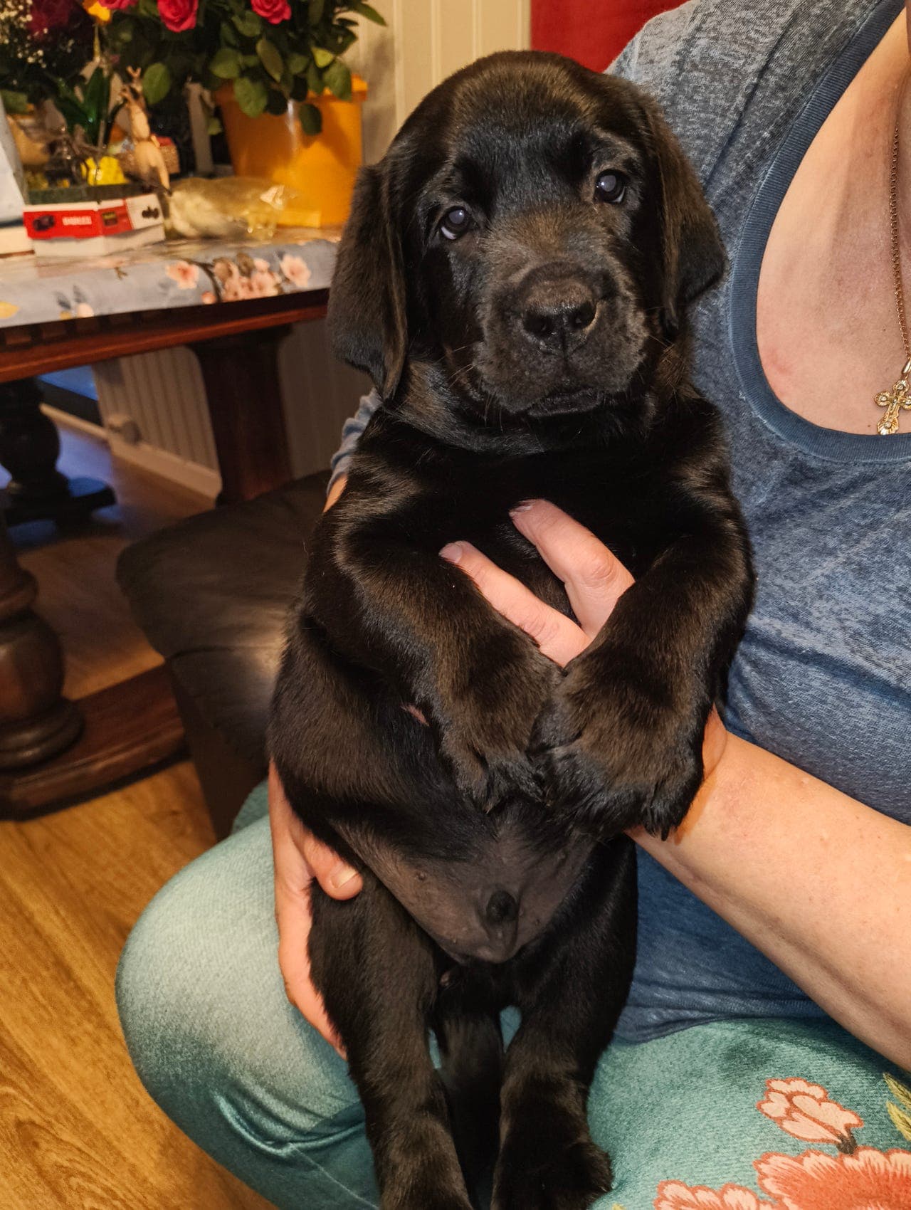 Nydelig Labrador retriever valper