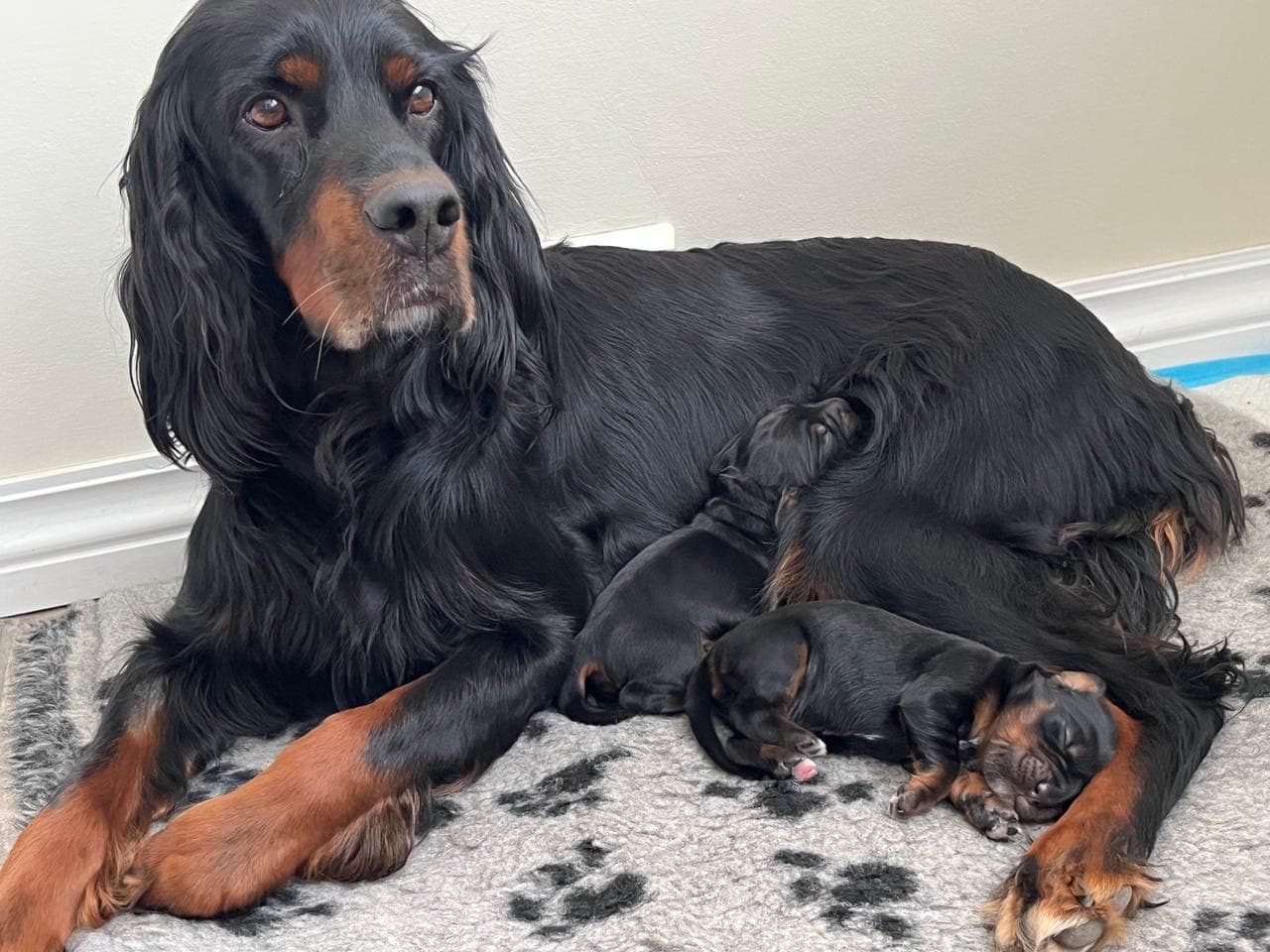 Gordon setter valp