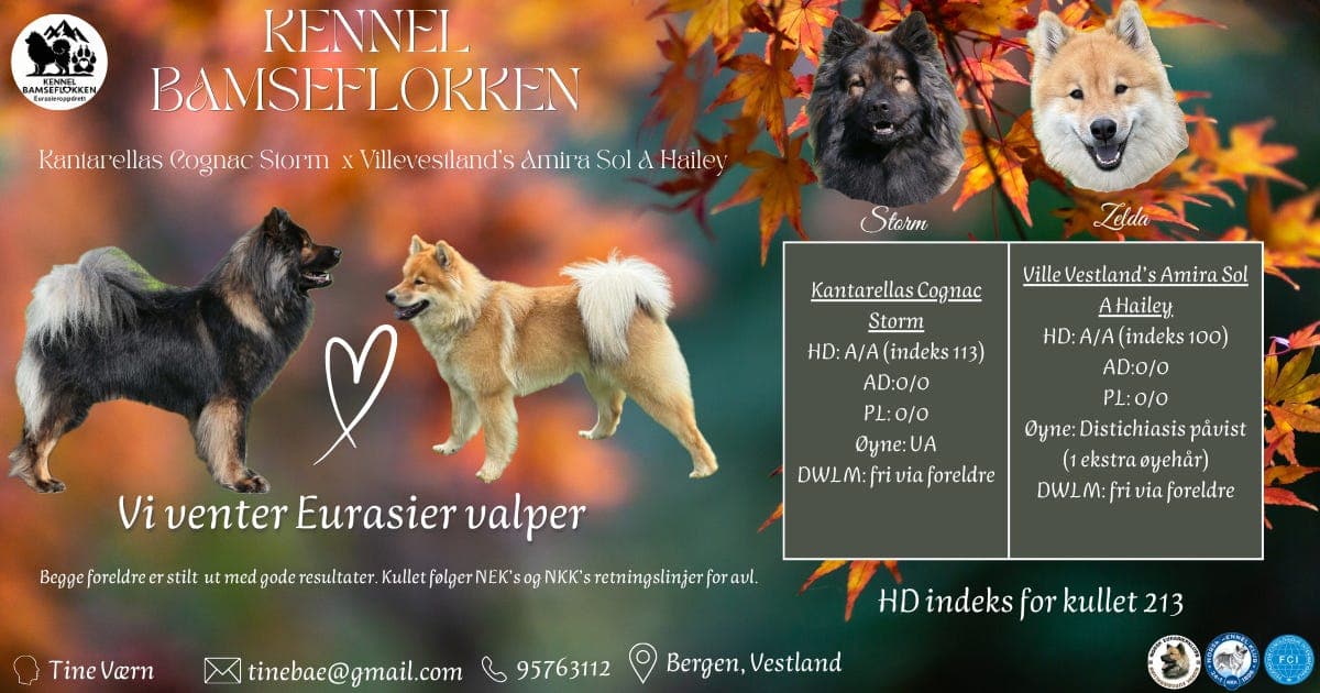 Vi håper på Eurasiervalper om 4 uker
