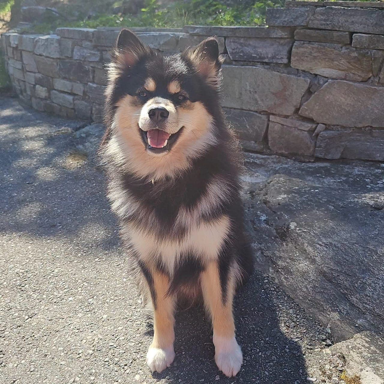 Finsk lapphund hannhund 2 år