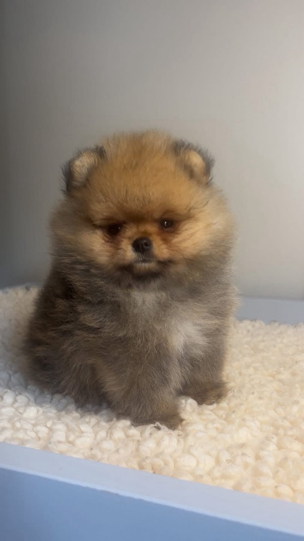 Nydelig NKK registrert Pomeranian tispe