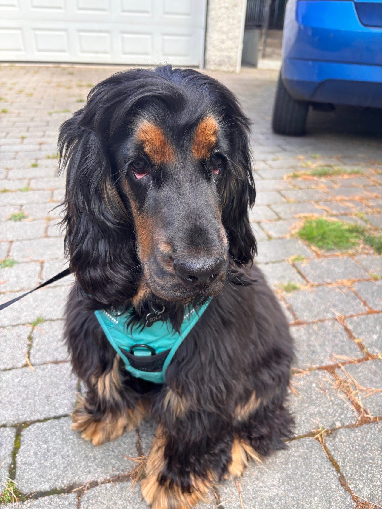 Engelsk cocker spaniel valp omplasseres