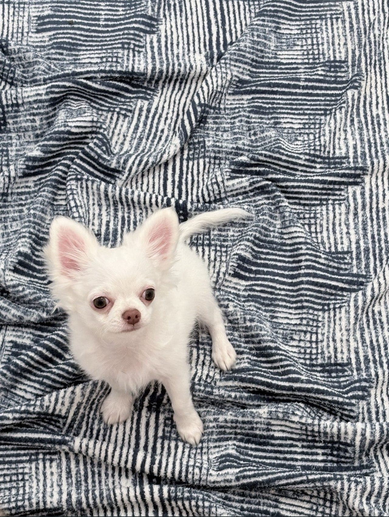 Chihuahua FCI valpen