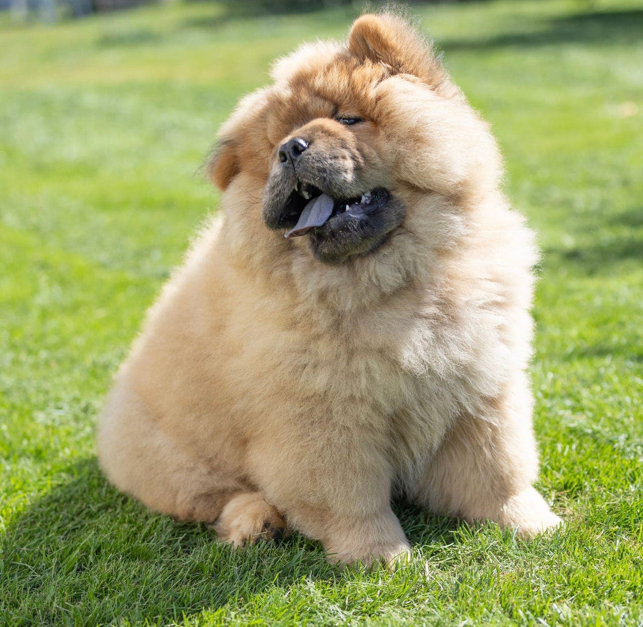 Chow chow rød tispe