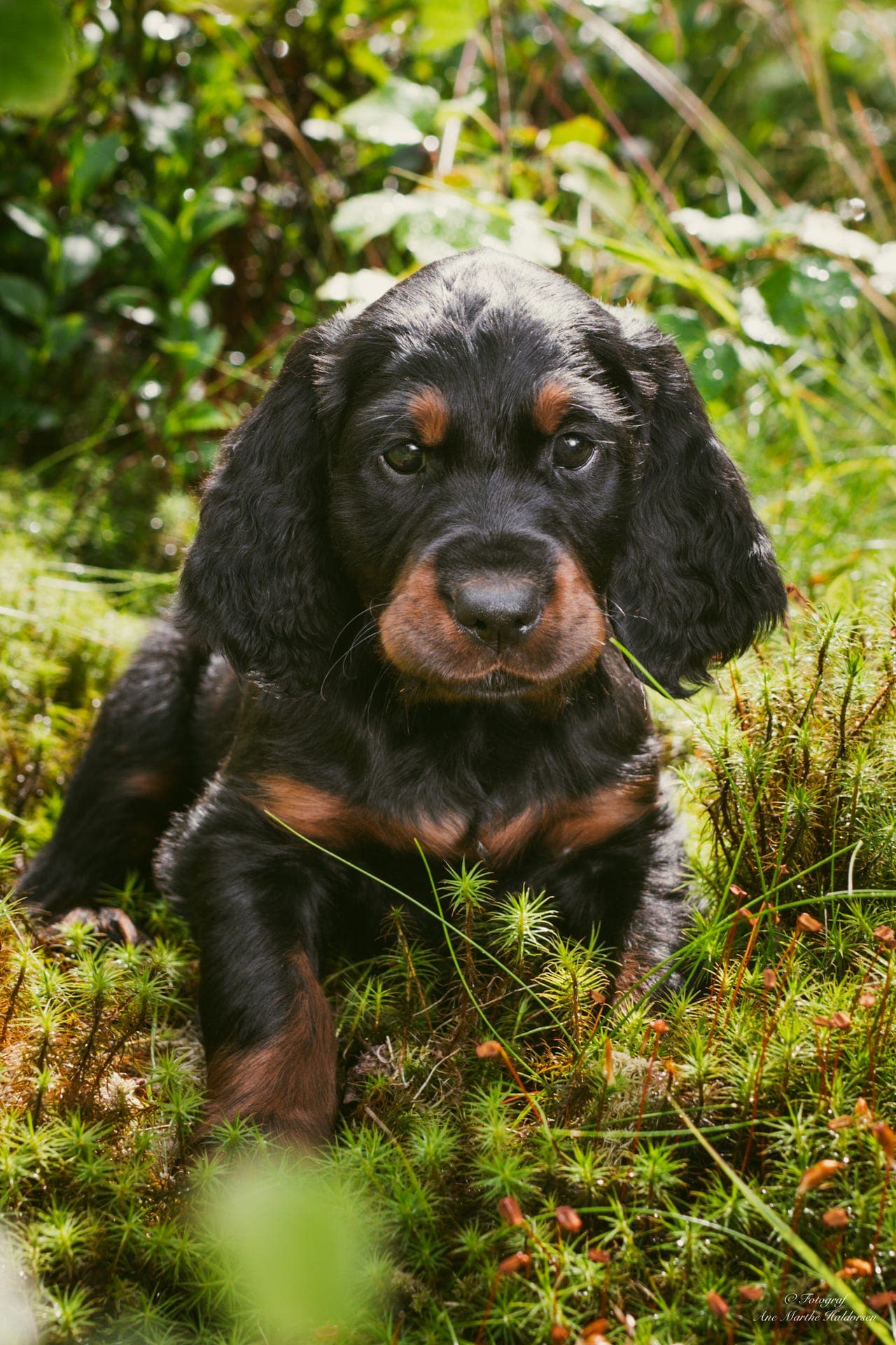Gordon Setter valp
