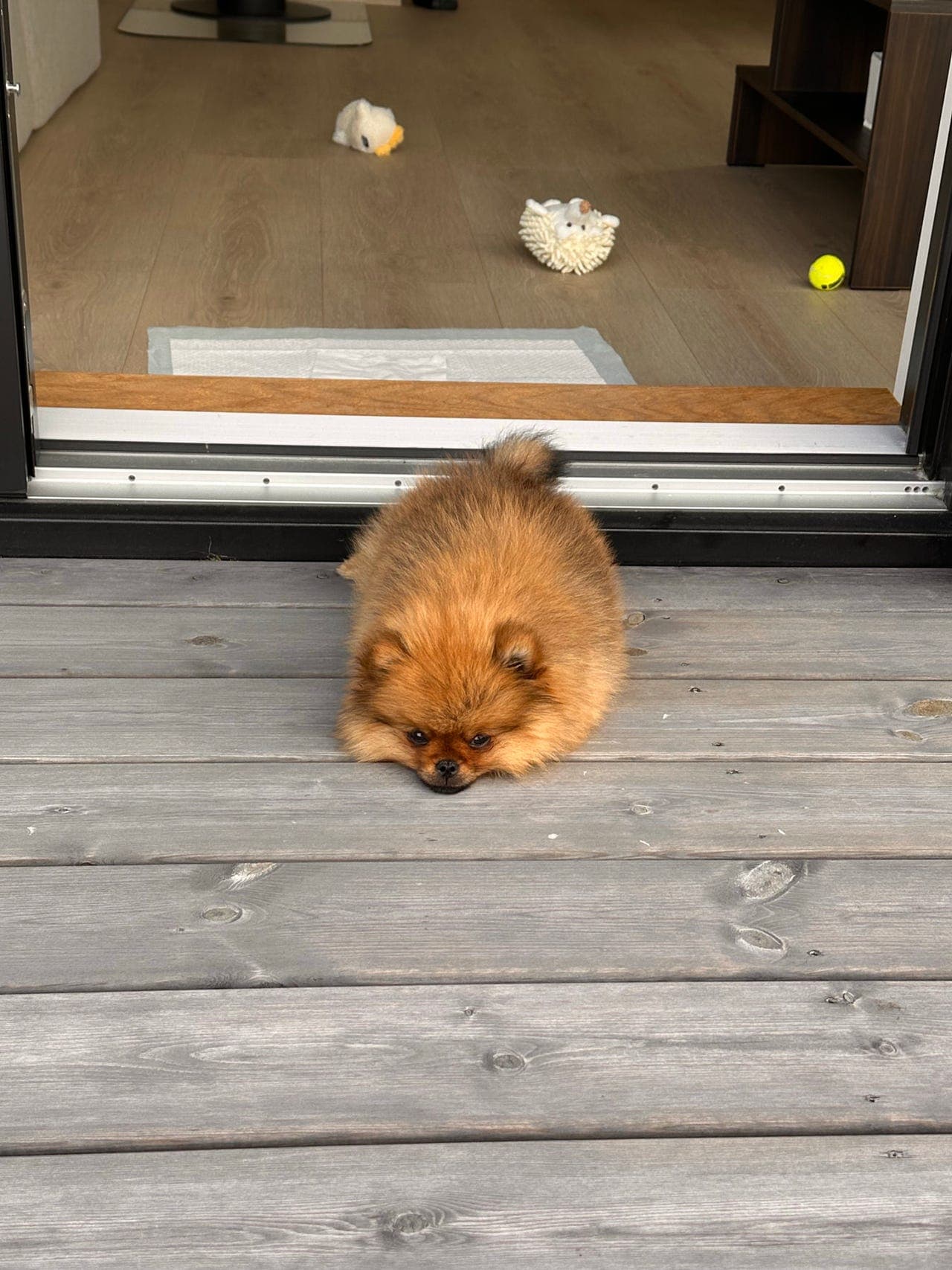 Nydelig Pomeranian-valp søker nytt hjem