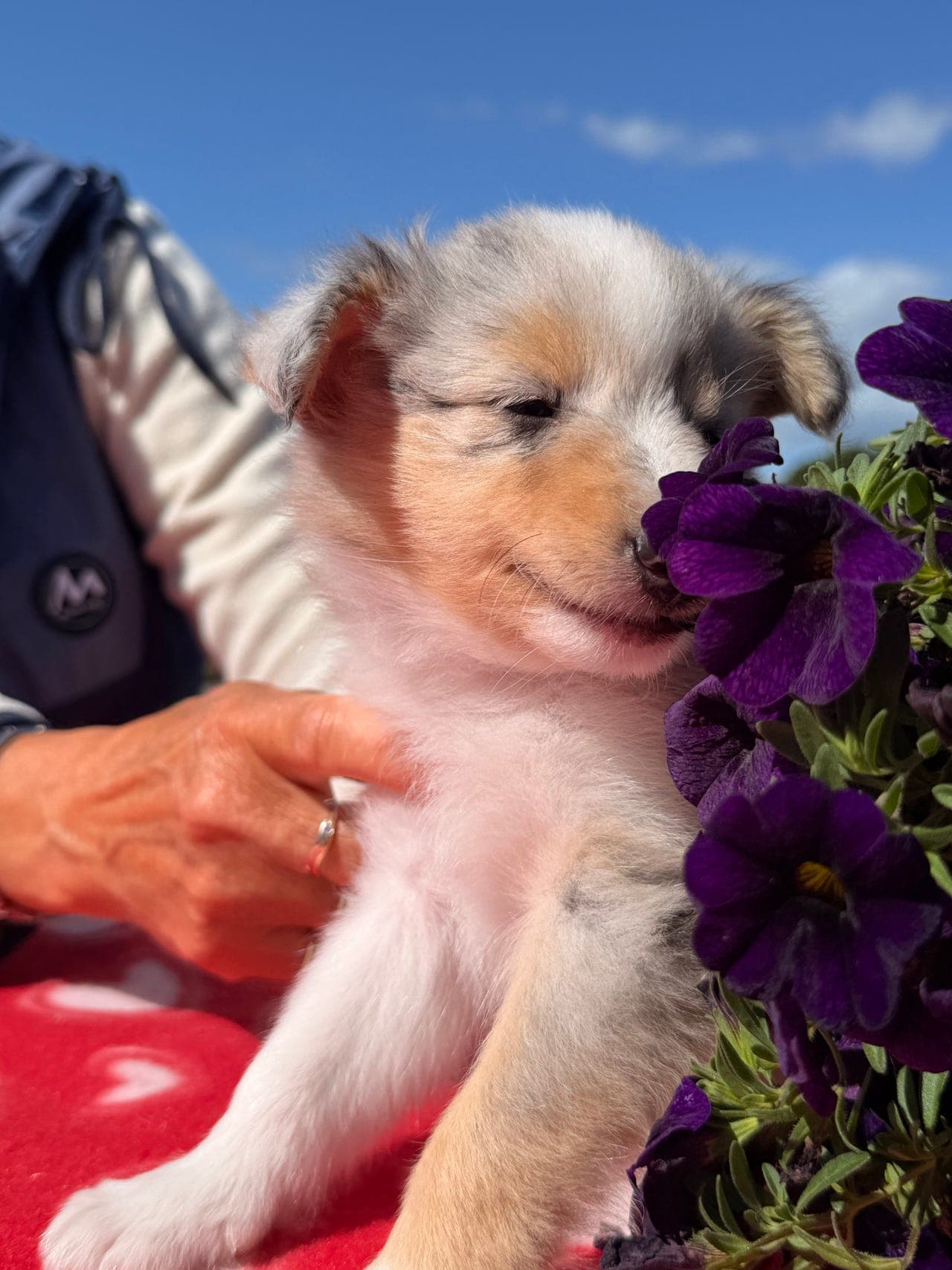 5 Shetland Sheepdog hanvalper: 3 Tric til 8 uker sags