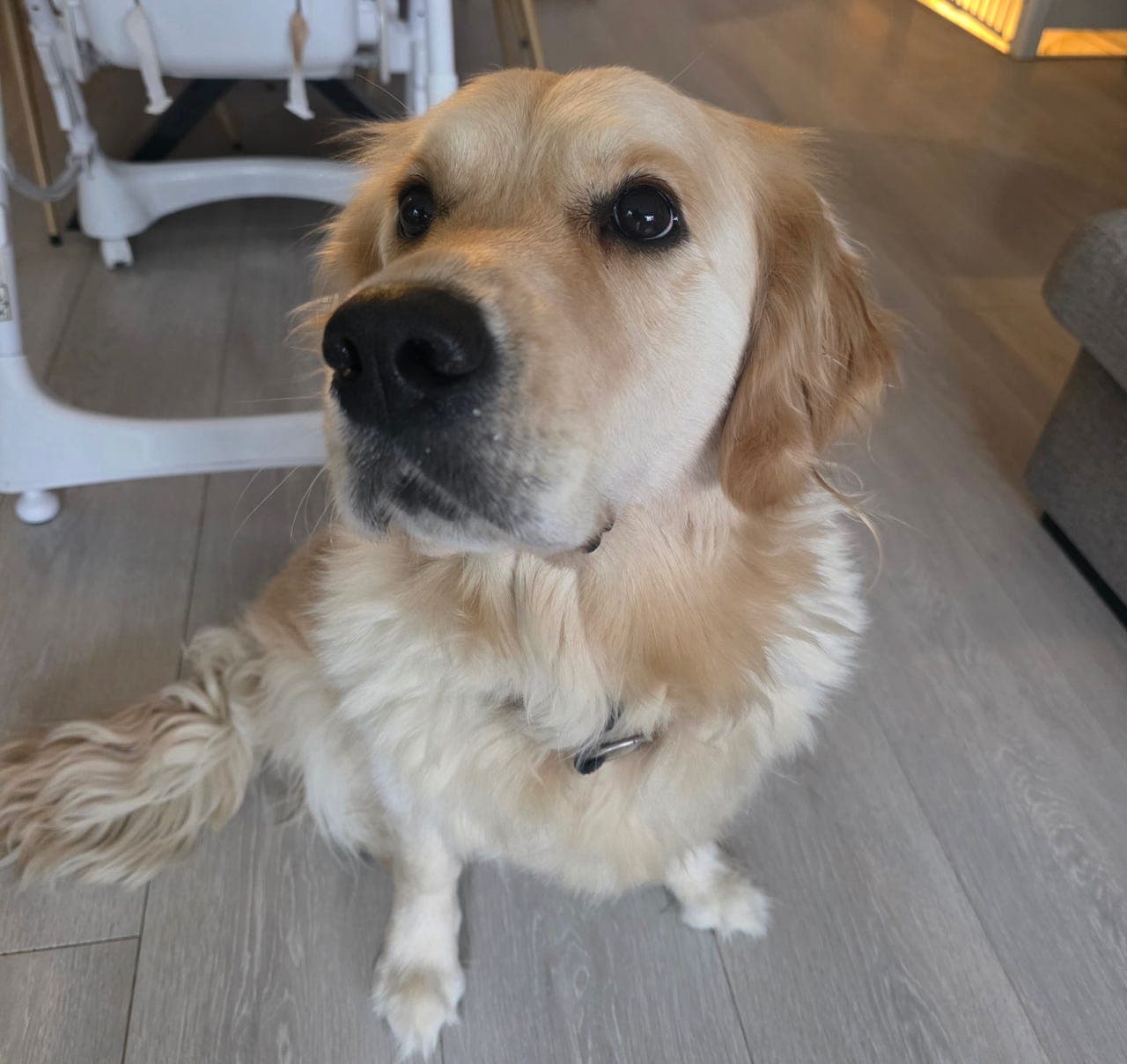 Golden retriever selges billig da det er allergi  i familien