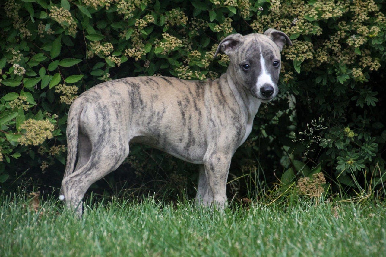 Leveringsklare Whippet valper