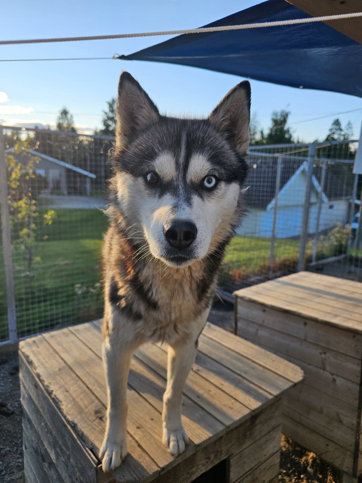 Siberian husky gis bort.