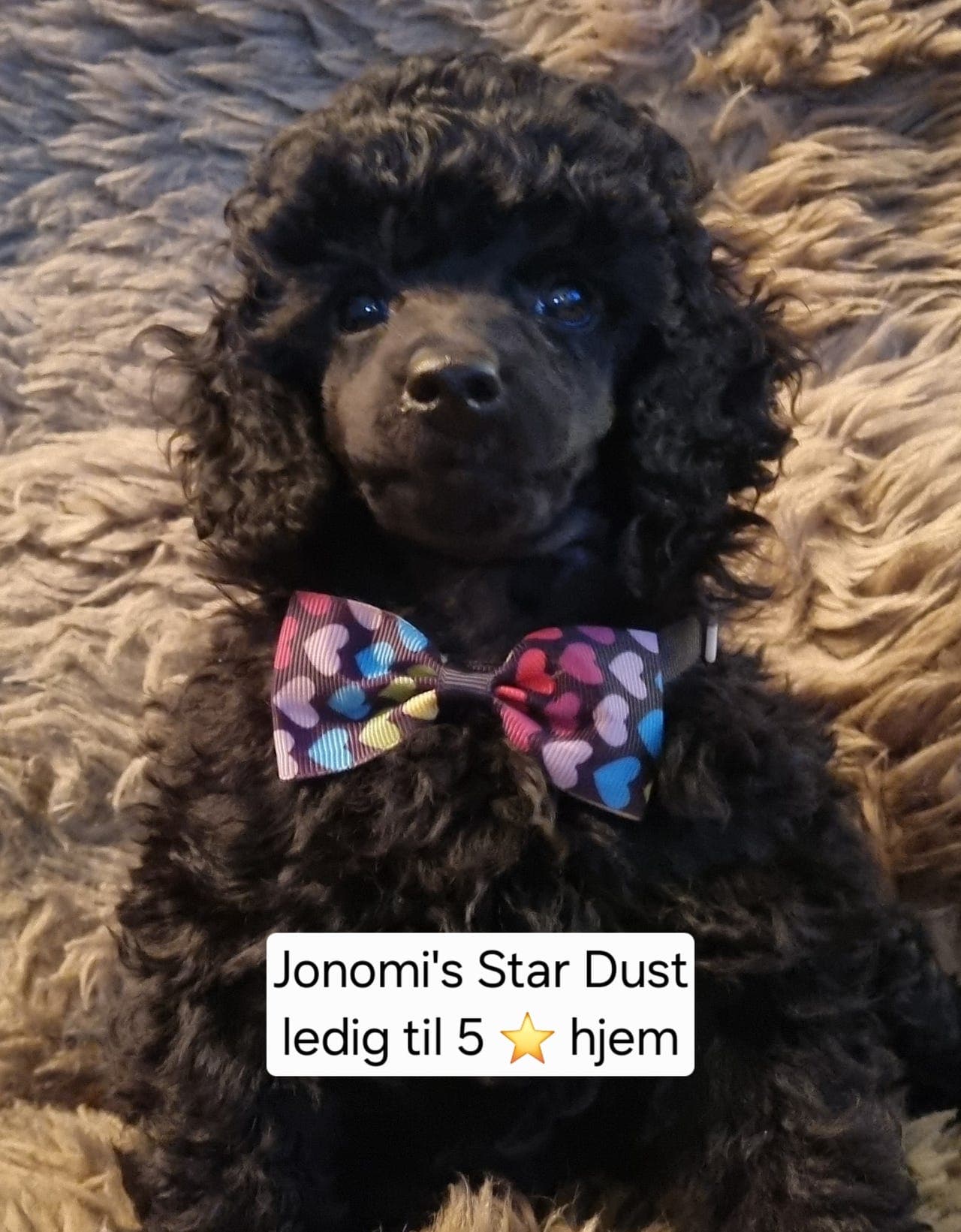 Dvergpuddel ALLE SOLGT!