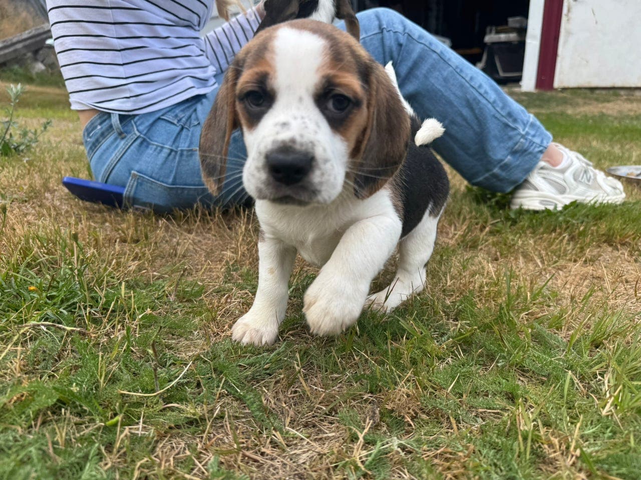Beagle Hanne