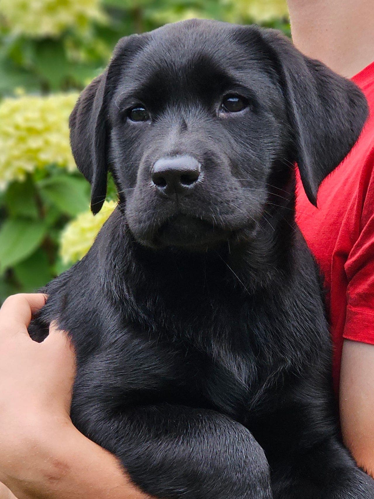 Labrador retriever valper