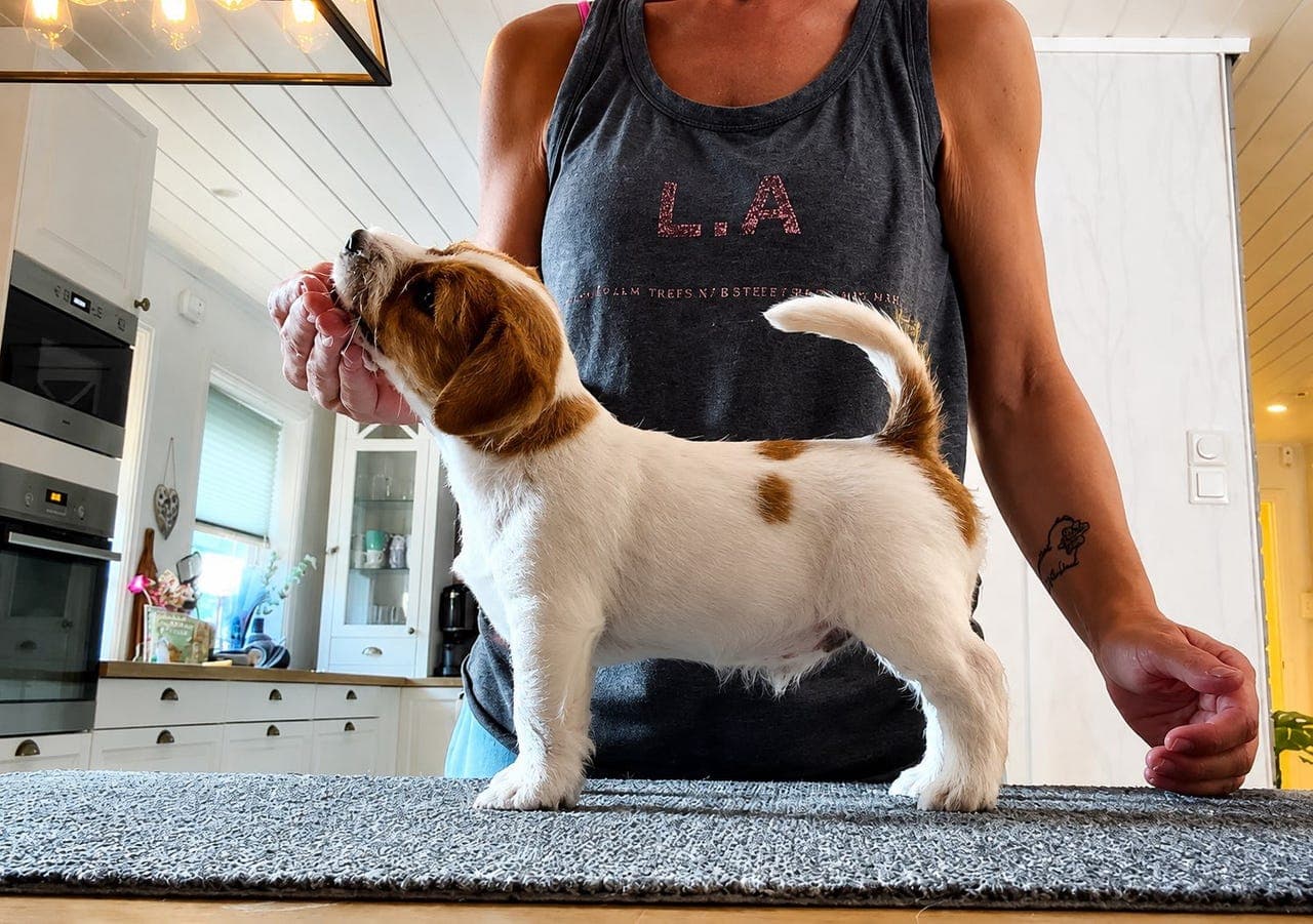 Søt liten Jack Russell tispe