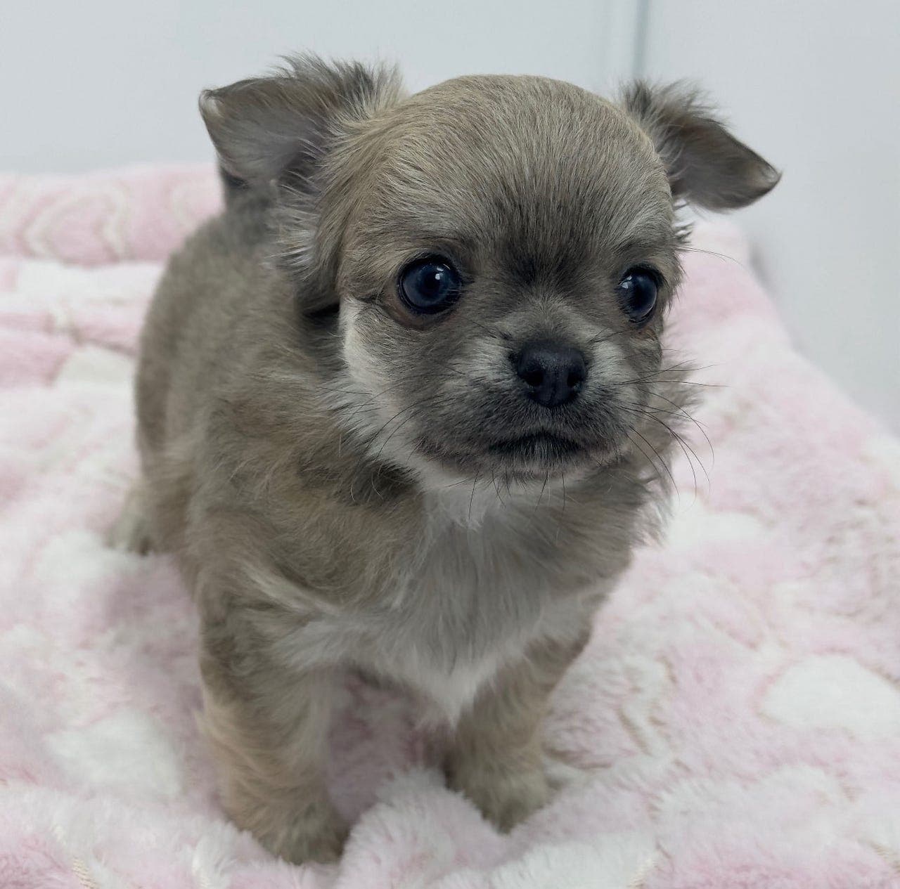 Chihuahua FCI valpen
