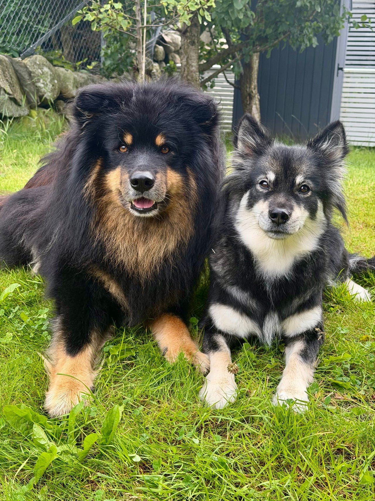 Finsk lapphund valper ventes 01.10