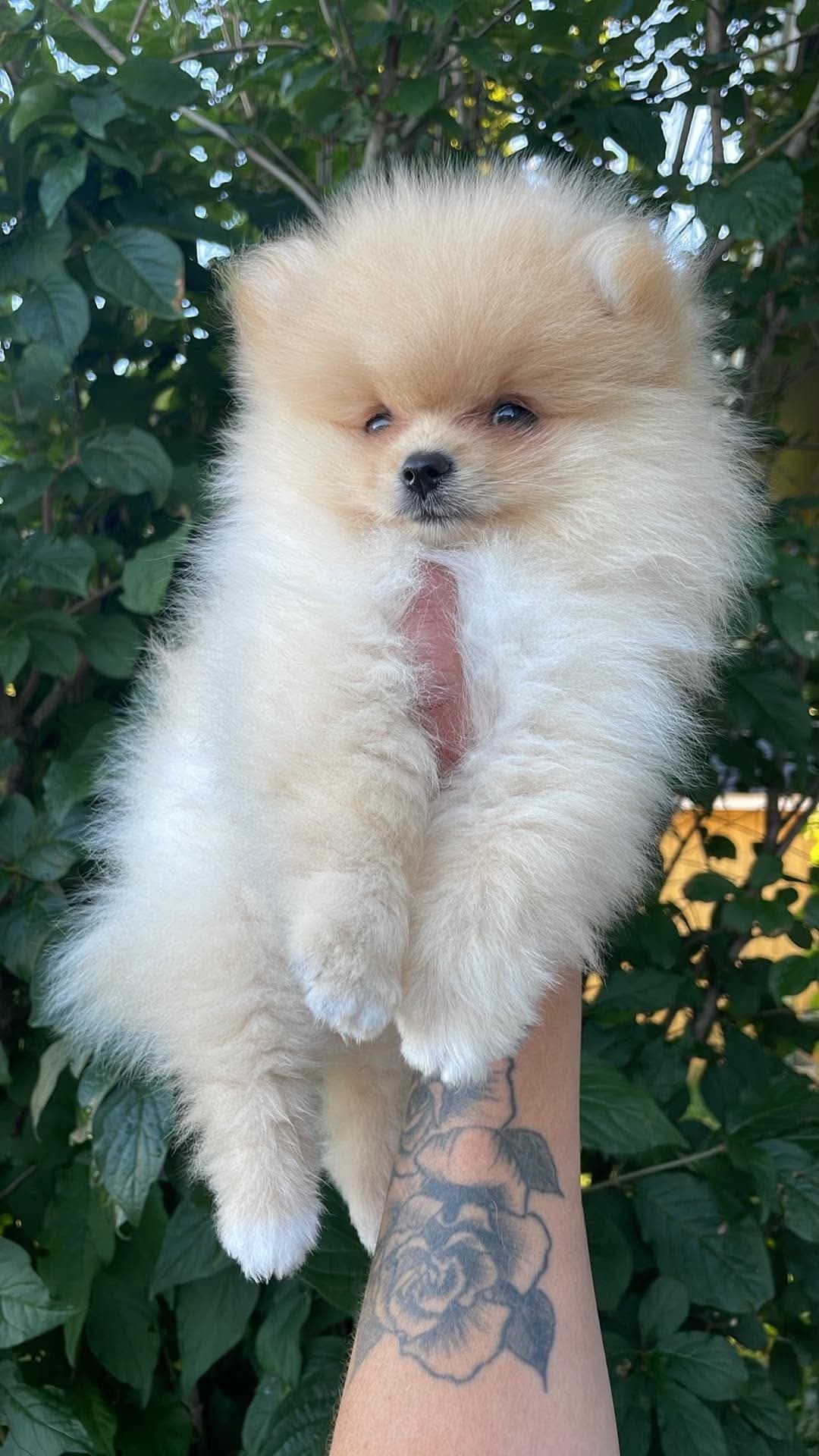 Nkk reg Pomeranian gutt