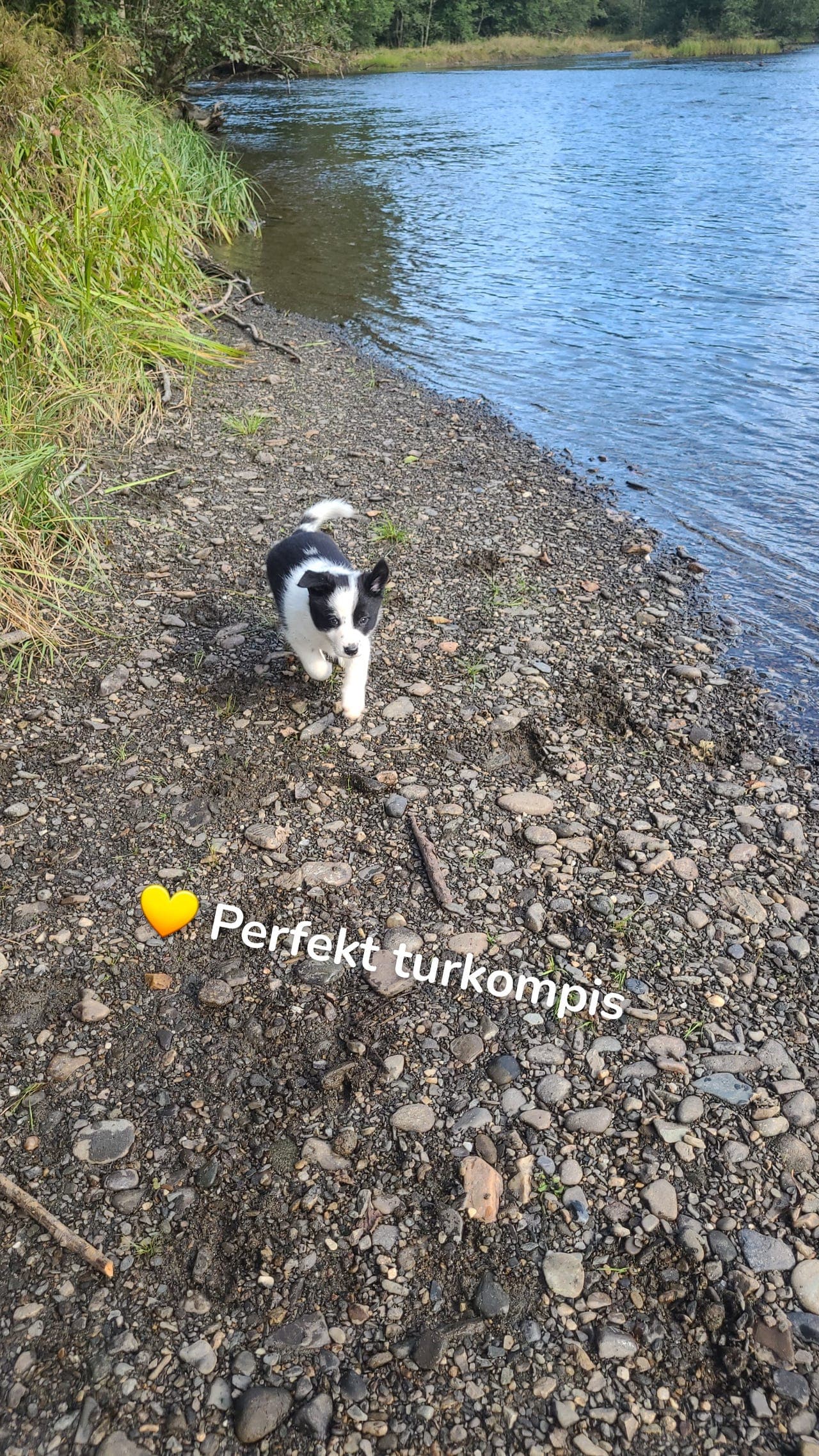 Border collie