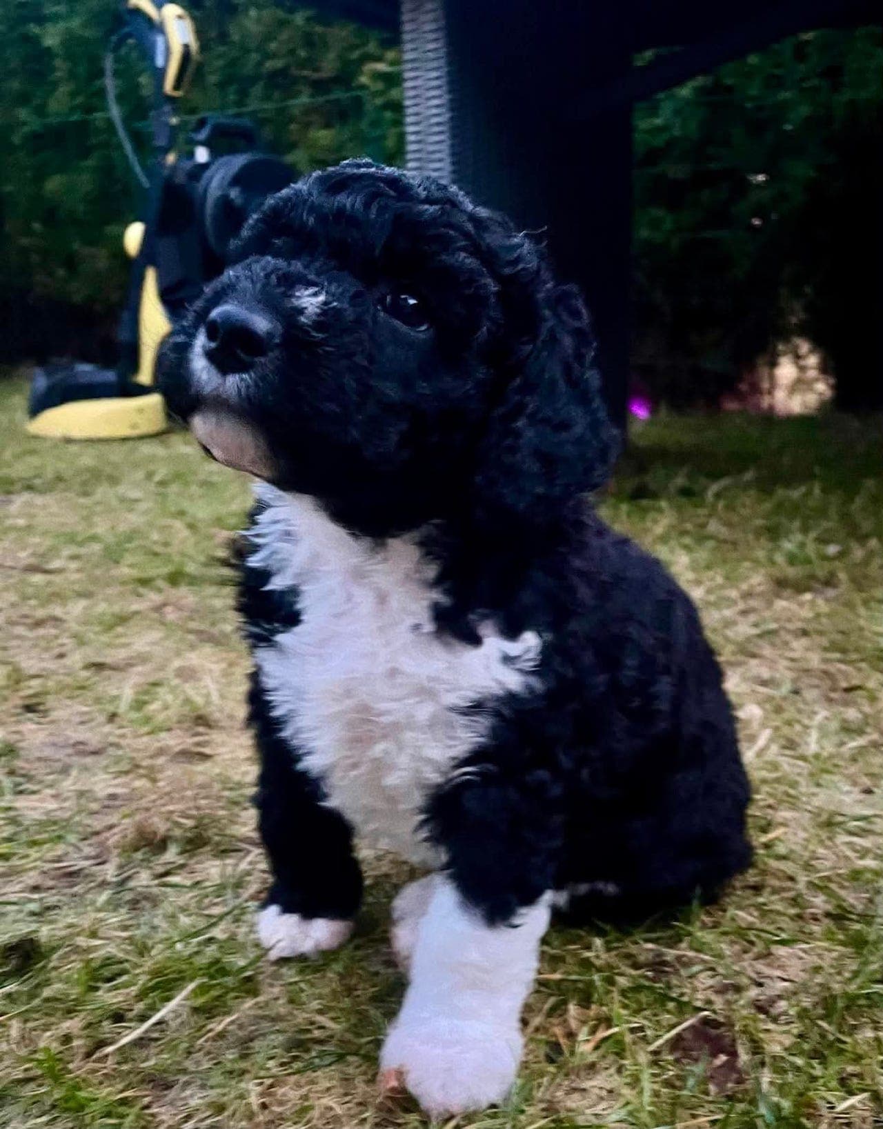 8 spansk vannhund valper