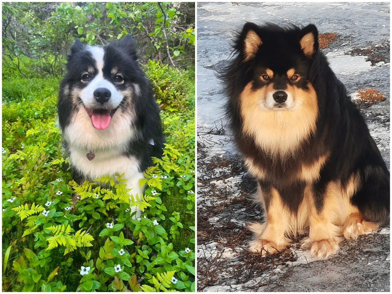 Finsk lapphund valper🐶✨️