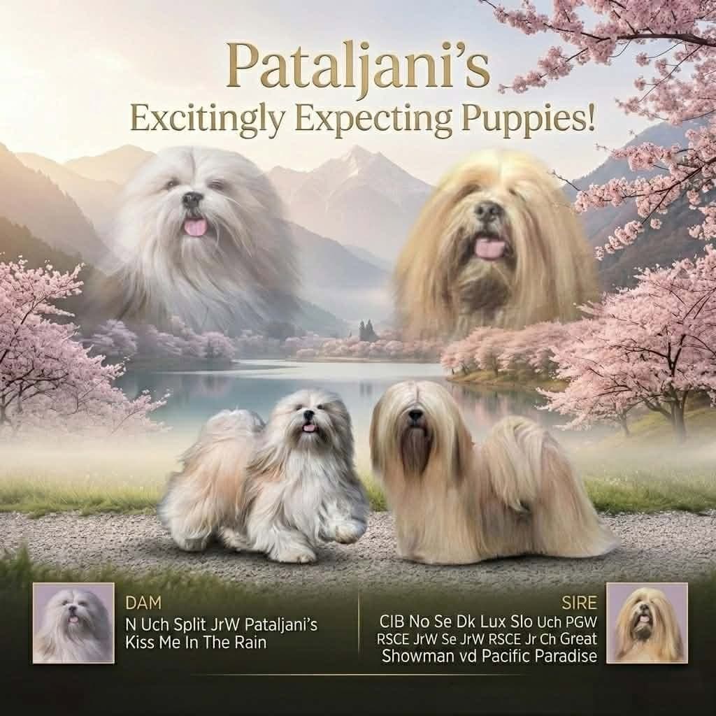 Lhasa Apso valper til salgs