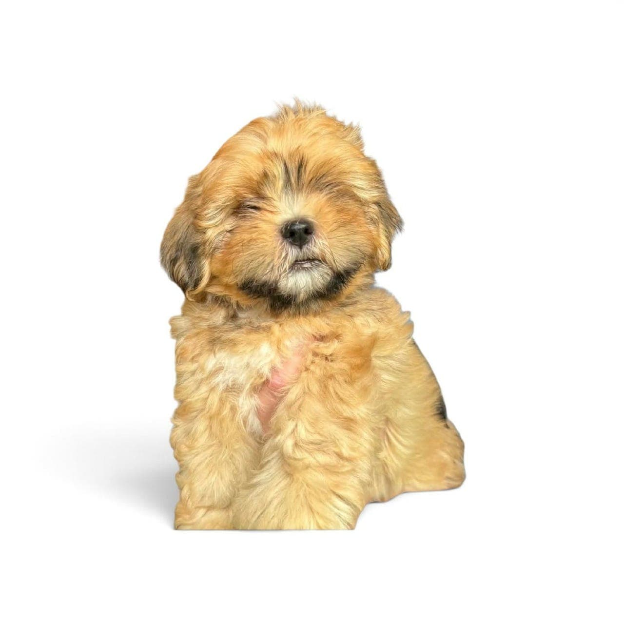 Lhasa Apso valper til salgs