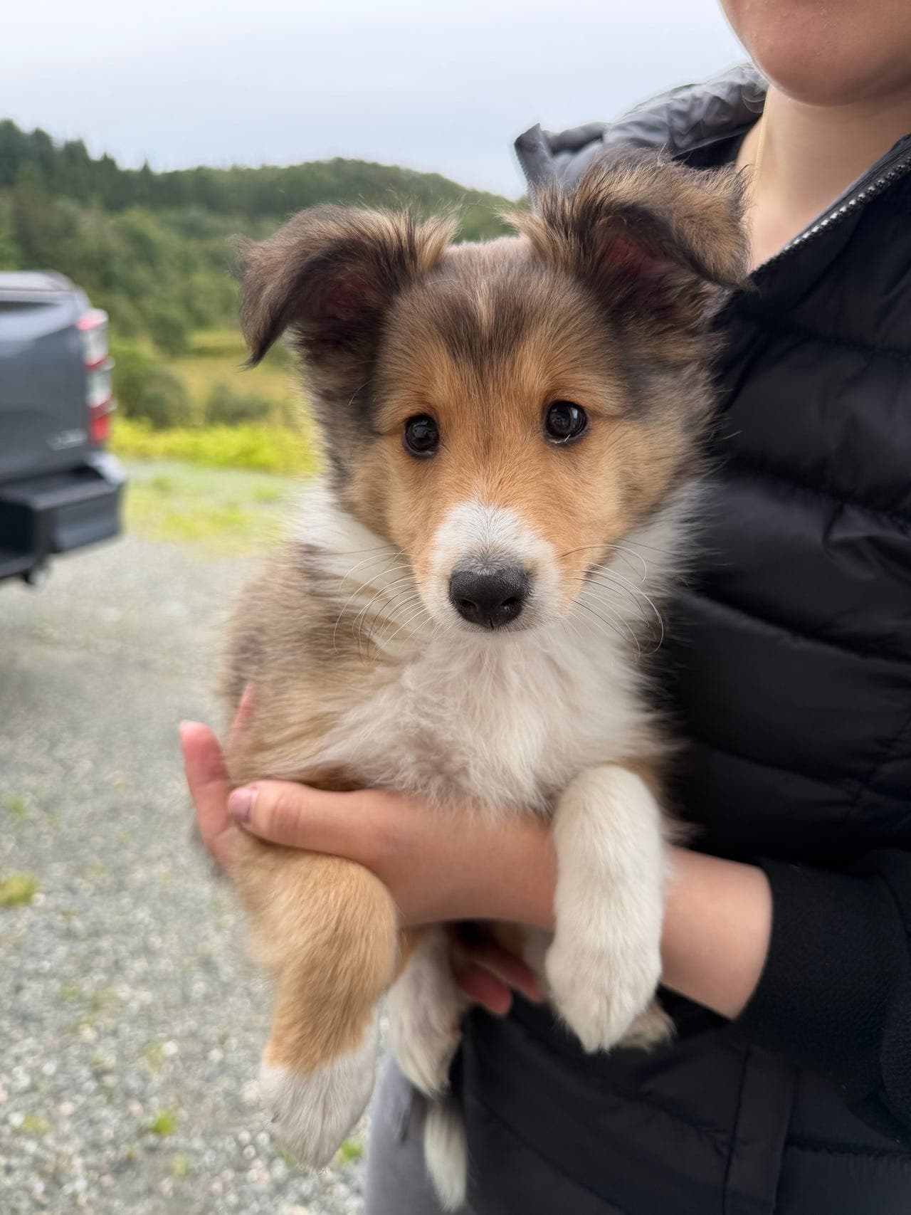 To herlige Shetland Sheepdog-gutter søker sine nye hjem