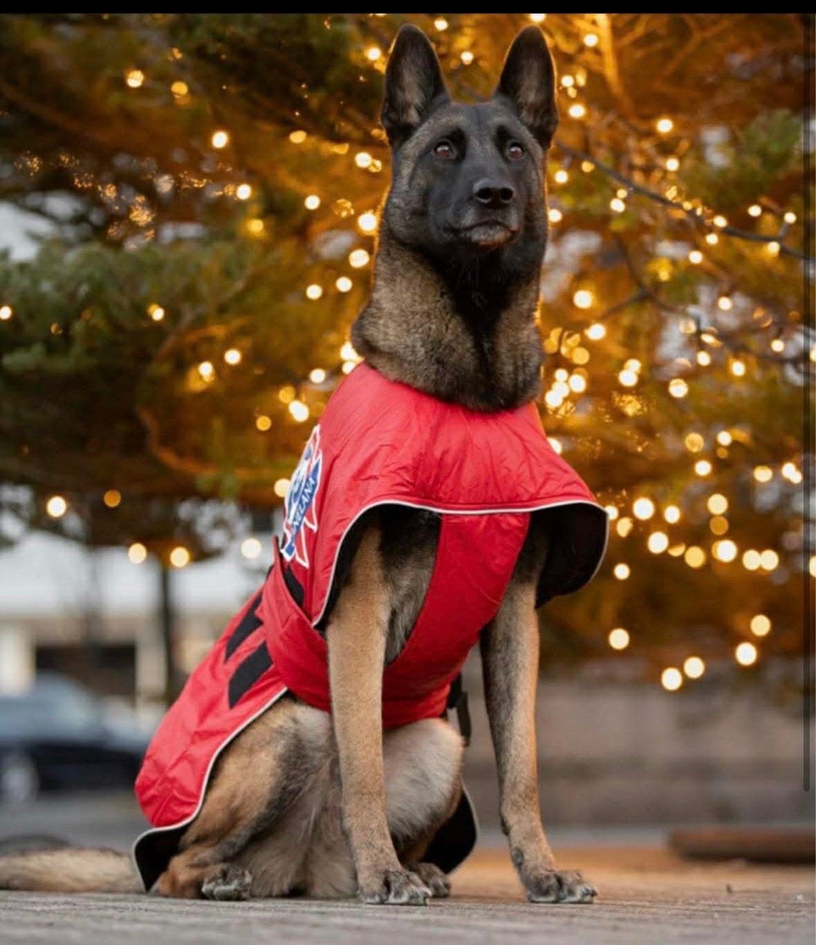 Malinois tispe valp🐶