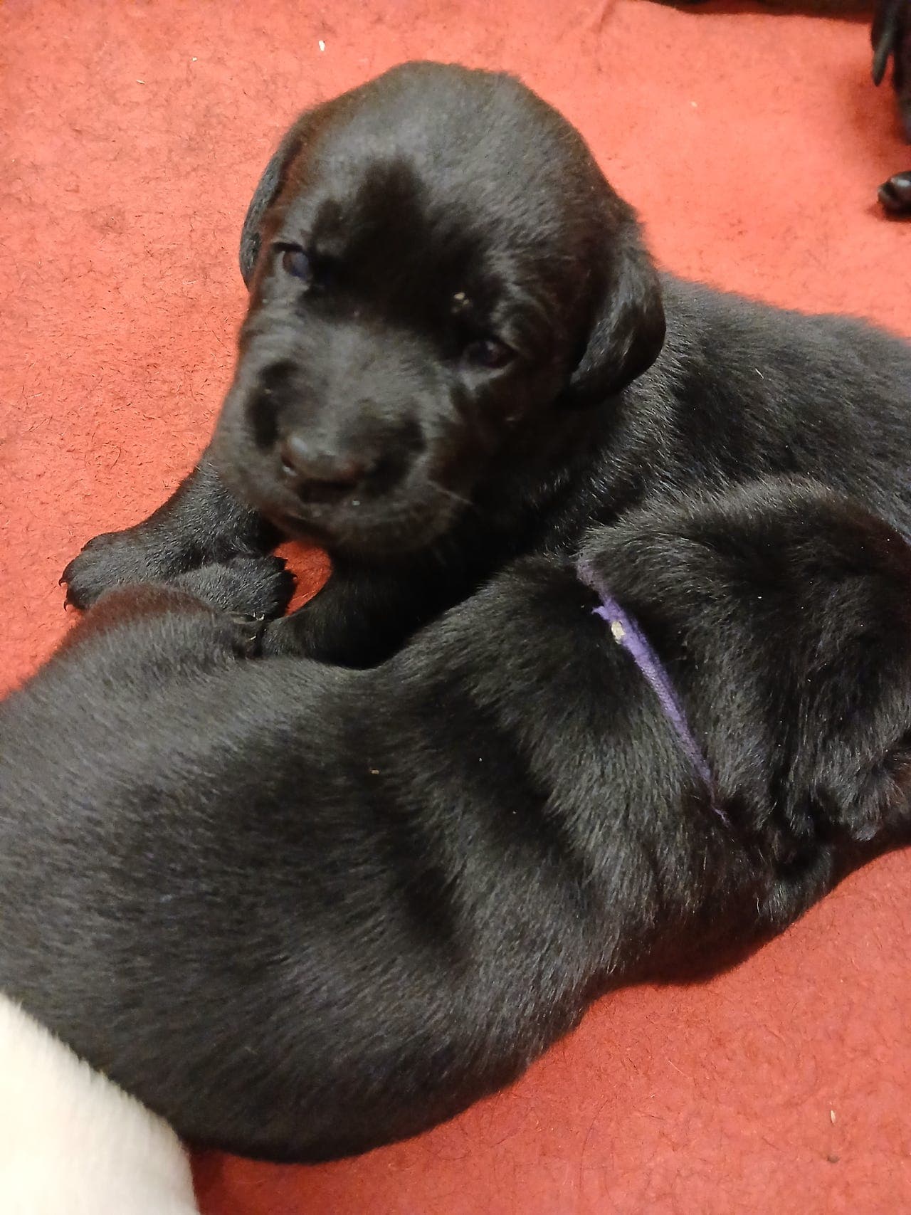 Labrador retriever valper med levering i september