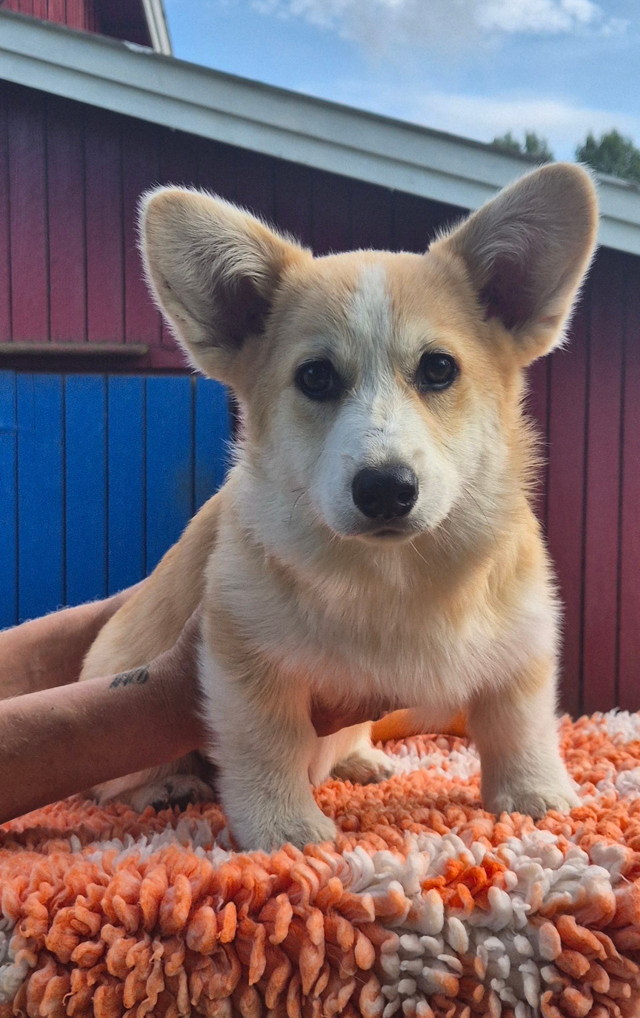Welsh corgi pembroke gutt stumphale leveringsklar.