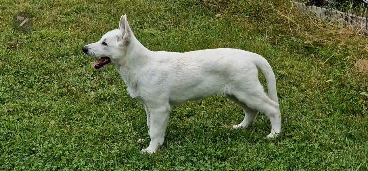 Lovende og flott tispevalp - Hvit Gjeterhund