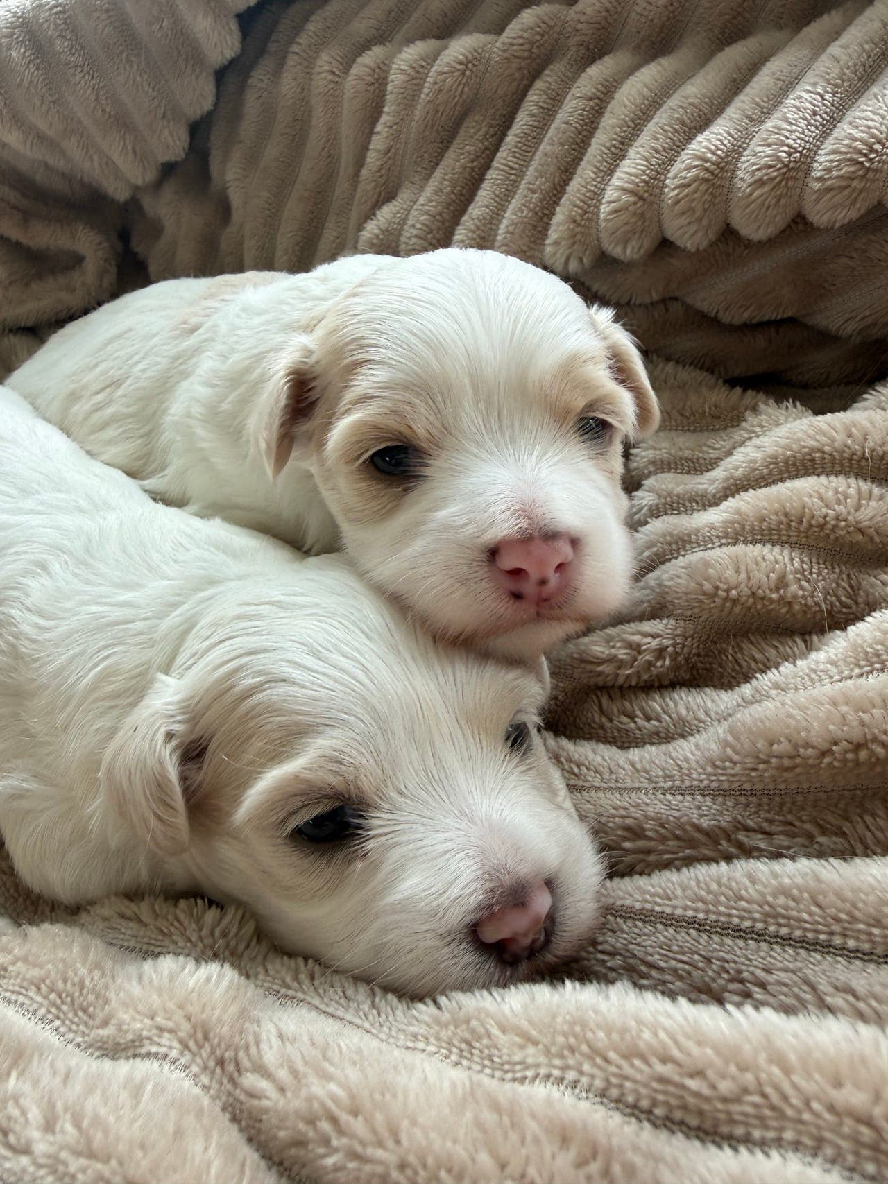 Bichon havanais valper til salgs